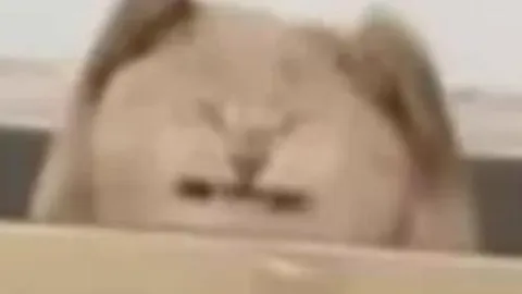中欧体育